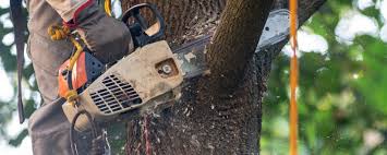 How Our Tree Care Process Works  in  Rosedale, MS
