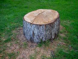 Best Emergency Tree Removal  in Rosedale, MS
