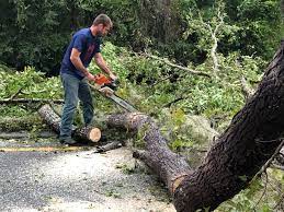 Best Hazardous Tree Removal  in Rosedale, MS