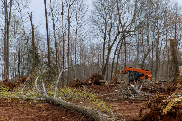 Professional Tree Care in Rosedale, MS